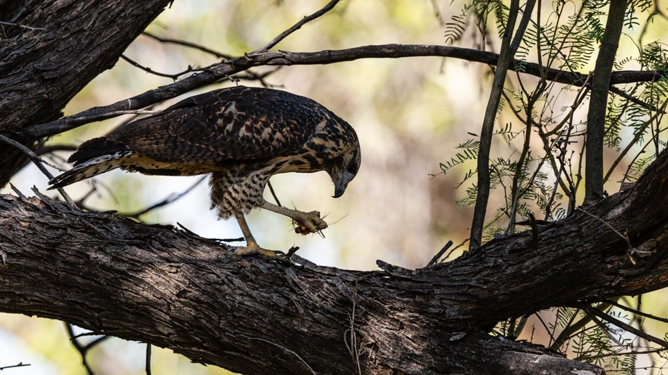 A large bird sits on a tree branch, clutching a glow worm in its foot.