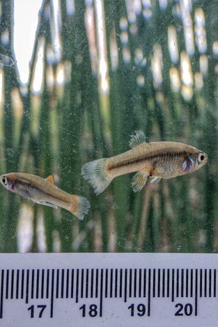 A male and female Big Bend gambusia swim in a fish-viewing tank.