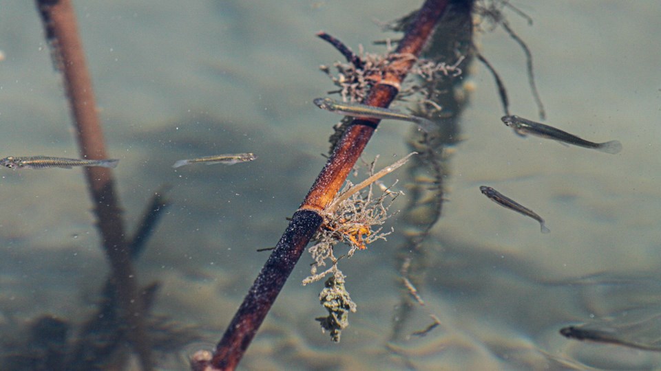 6 tiny fish swim in a pond with stalk of reeds.