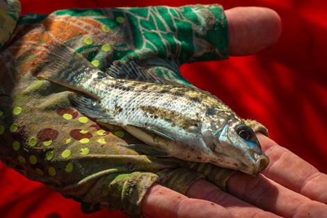An invasive tilapia fish rests in the hand of a researcher.