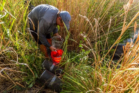 Dr. Sean Graham sorts invasive species into a red bucket.