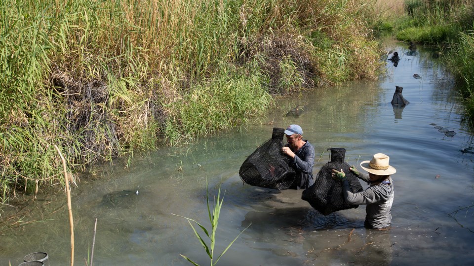 Two people stand in a pond and check fish traps for invasive species.