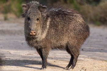 A javelina stands sideways looking at the camera.