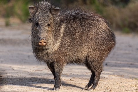 A javelina stands on a road, facing the camera