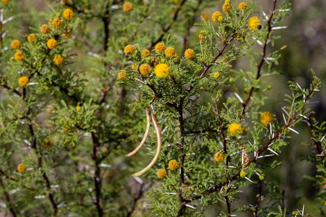 Long, straight white prickles; yellow flower balls; and thin bean-like pods distinguish the whitethorn acacia from other acacias.