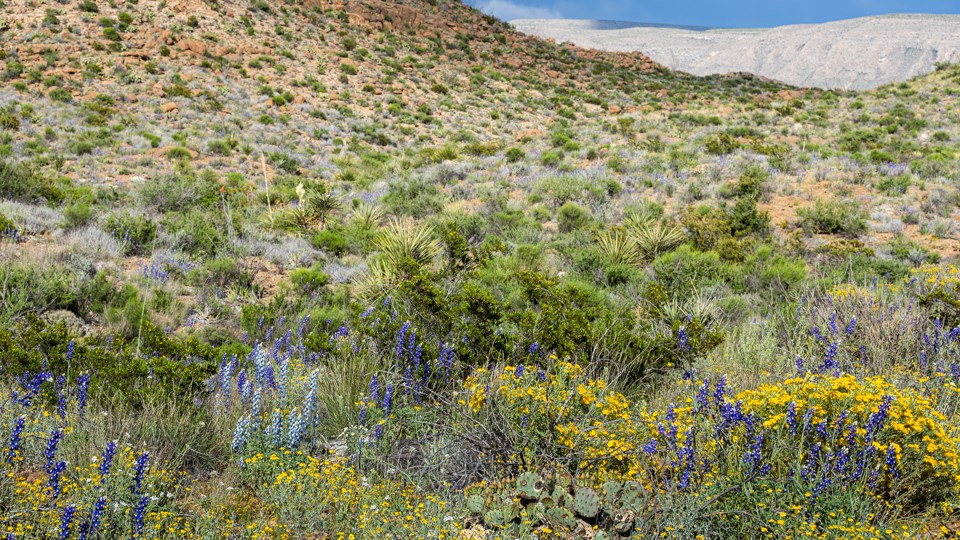 Wildflowers cover the hills along the River Road.