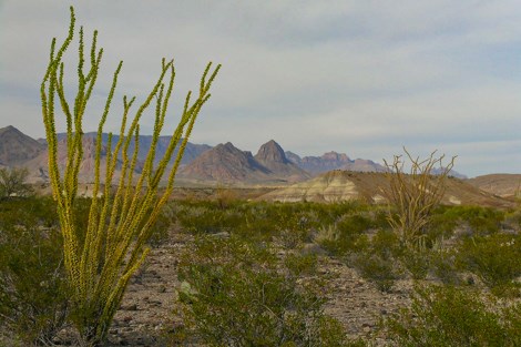 Ocotillo and prickly pear cactus make up the foreground of a desert scene with a backdrop of mountains
