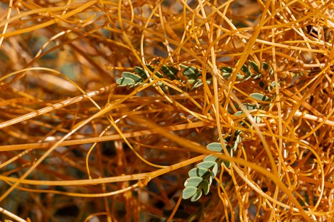 Orange strings of dodder stems entangle a woody plant.