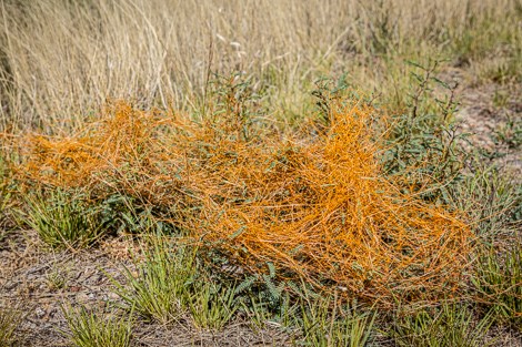 A tangle of orange dodder covers the grass alongside the road.