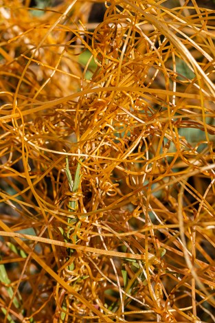 Orange dodder stems wrap around a shrub leaf.