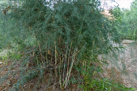 Asparagus plants