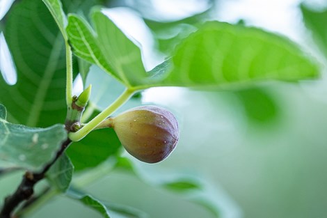 Ripe fig grows on fig tree at Sam Nail Ranch.