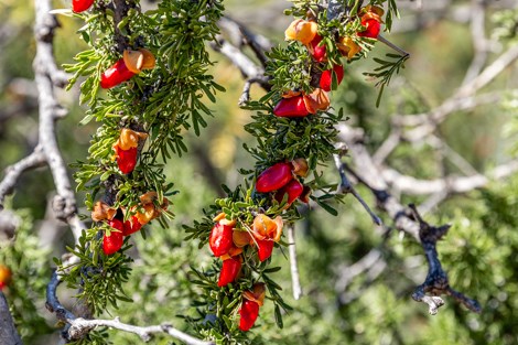 Bright red fruit hang from densely-leaved guayacan branches.