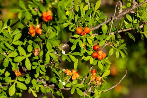 Clusters of red fruit displayed against green leaves.