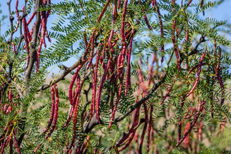 Long, bean-like pods hang from the branches of a honey mesquite tree.