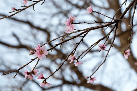 Pink flowers of a peach tree on bare branches.