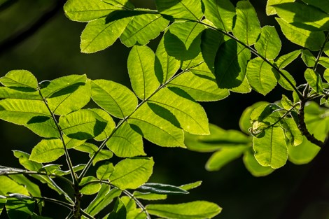The sun filters through green pecan leaves.