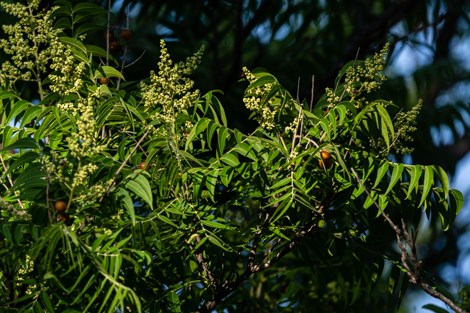 Prickly History: The Fruit That Tastes Like Heaven and Smells Like