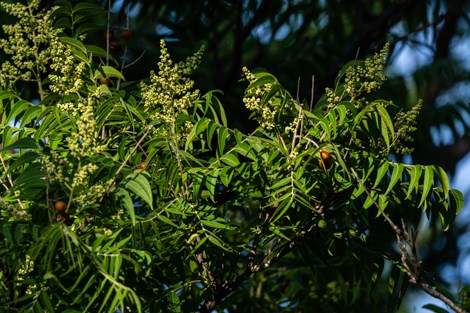 Western Soapberry trees with round, golden fruit and spikes of white flowers.