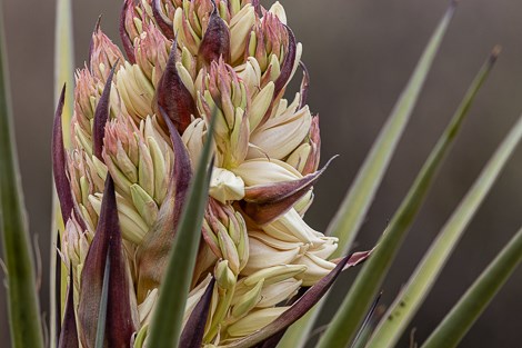 Cream and pink-tinged blossums of a torrey yucca.