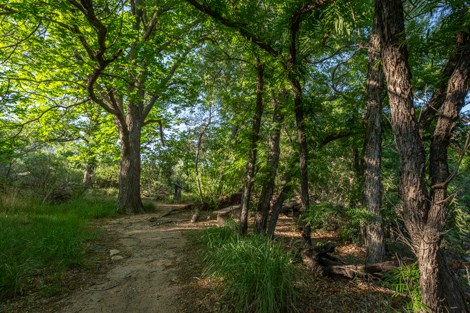 Trail through grove of trees.