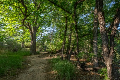 Trail through grove of trees.
