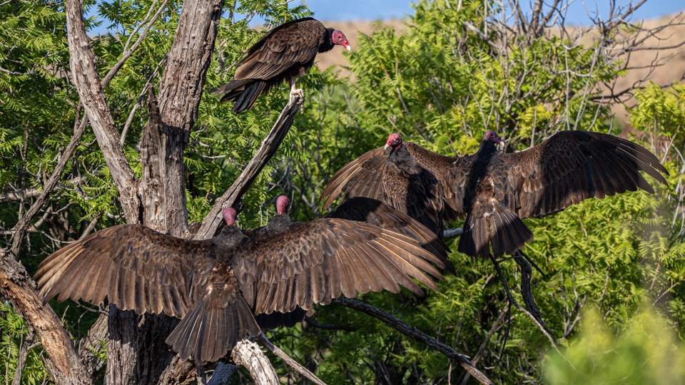 Turkey vultures spread their wings to the morning sun.
