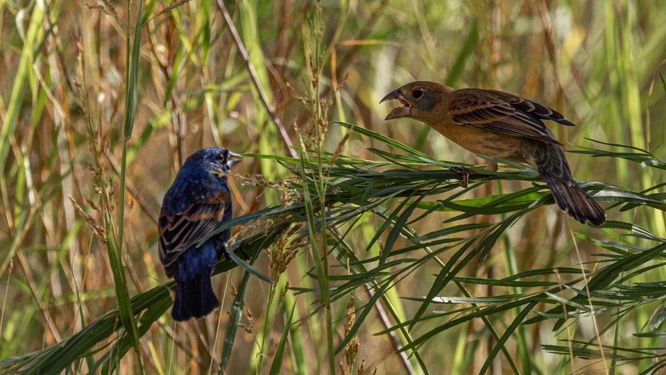 An adult make grosbeak sits on grass next to a brown juvenile, which is looking at the male with its mouth open.