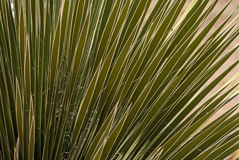 Thin, strap-like leaves of soaptree yucca have white margines.