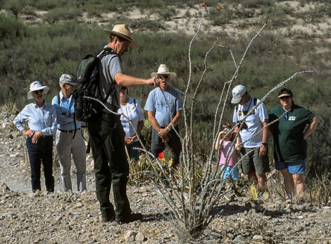 A park ranger shows visitors an ocotillo plant.