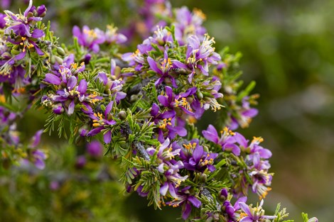 The stiff limbs of Guayacan are covered with tiny leaves and purple flowers.