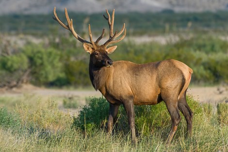 An elk stands in an open desert flat