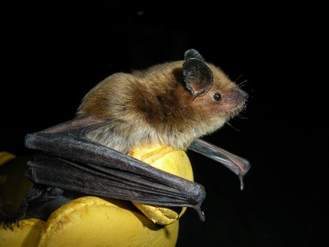 A larger bat with brown fur and small ears in held in a gloved hand.