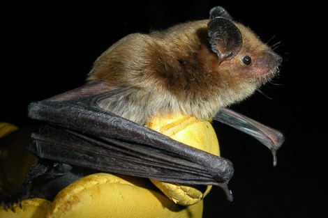 A researcher holds a Big Brown Bat in their gloved hand.