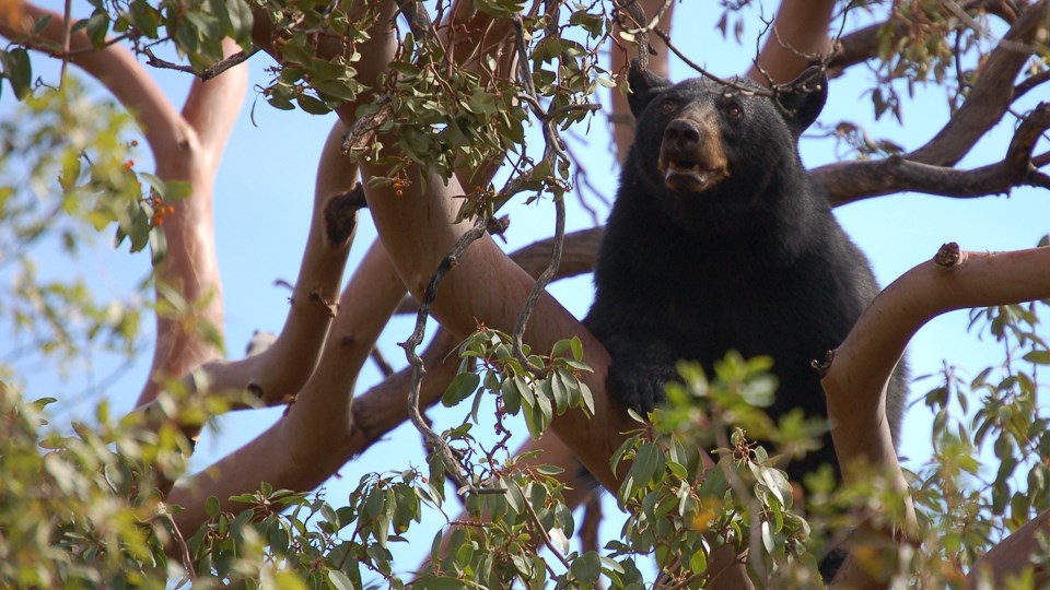 A black bear sits up high in a tree