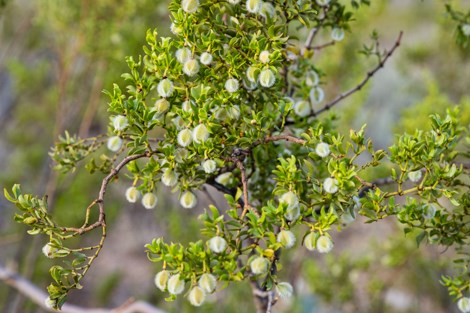 A creosote bush loaded with fuzzy, white fruit.