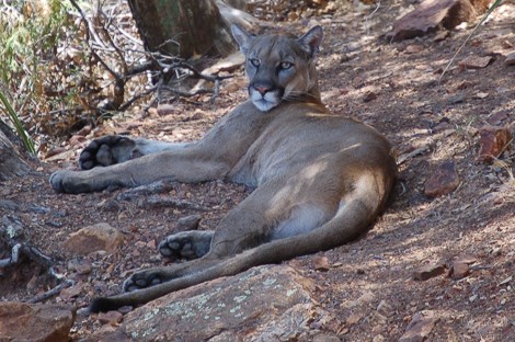 An adult mountain lion lies in the middle of a trail.
