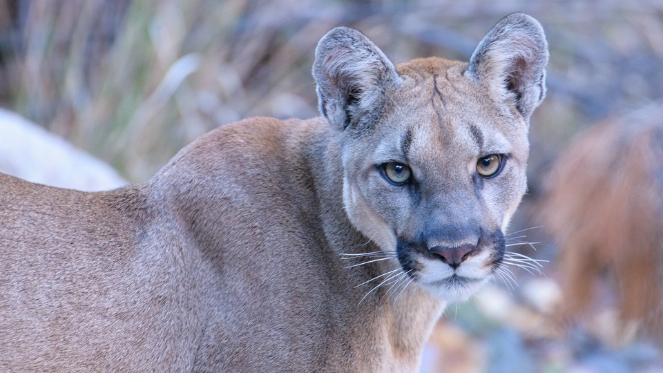 Mountain Lions Big Bend National Park (U.S. National Park Service)