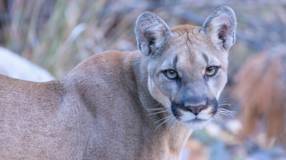 Adult mountain lion A mountain lion is standing and looking at the camera.