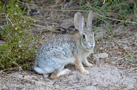 A small rabbit sits tensely next to a bush