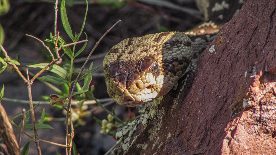 Just the head of a snake pokes around the side of a tree.