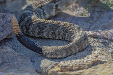 The back half of a snake is visible, with a diamond pattern on the body and a completely black tail ending in a series of 7 rattles.