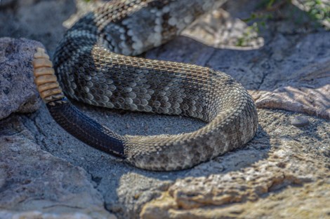 The black tail of a snake with seven rattles on the end.