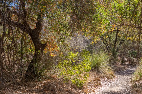 A shady spot along the Windows Trail.