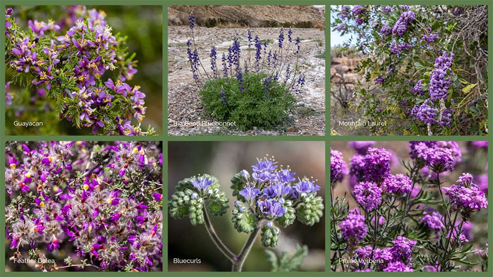Blue Wildflowers Big Bend National Park (U.S. National Park Service)