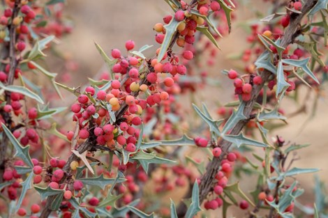A spiny-leaved algerita is loaded with red berries.