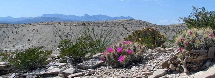 Desert Vista