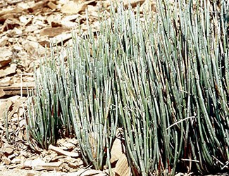 Candelilla