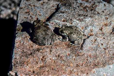 Two brown frogss with black spots sit next to each other on a rock.