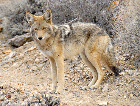 DEVA_Coyote_DeathValley_2020Mar.jpg?maxwidth\u003d650\u0026autorotate\u003dfalse